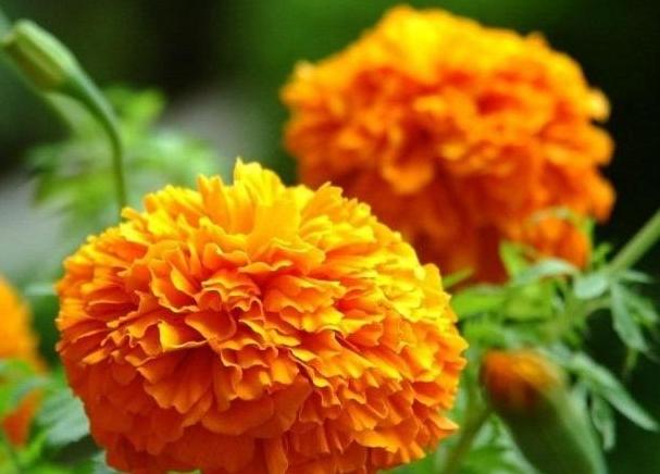 萬壽菊種植 萬壽菊種植