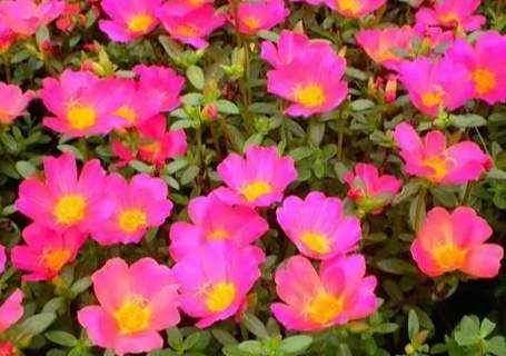 多肉太陽花 多肉太陽花