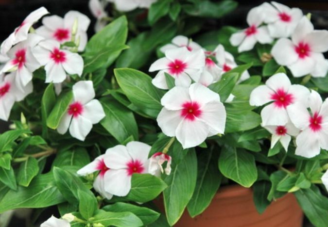 日日春花語 日日春花語