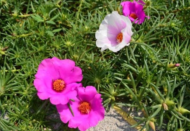 大花馬齒莧用途 大花馬齒莧用途