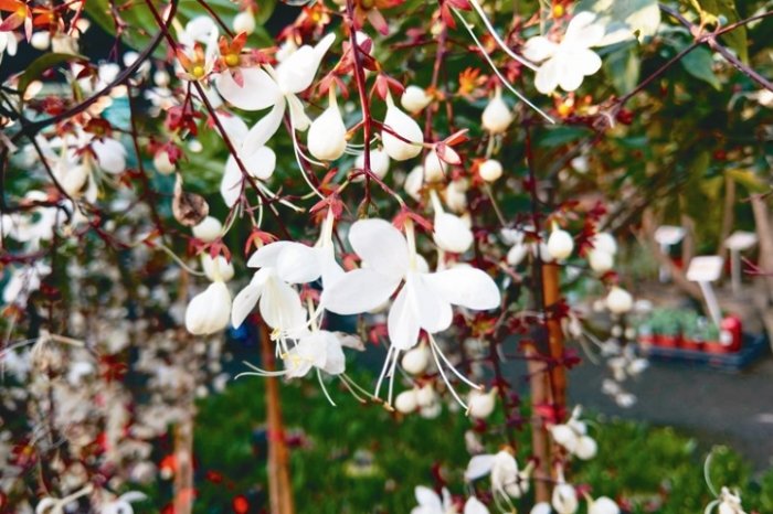 垂茉莉景點 垂茉莉景點