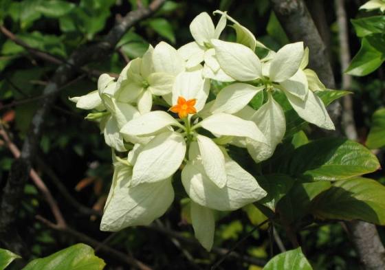 玉葉金花養護 玉葉金花養護