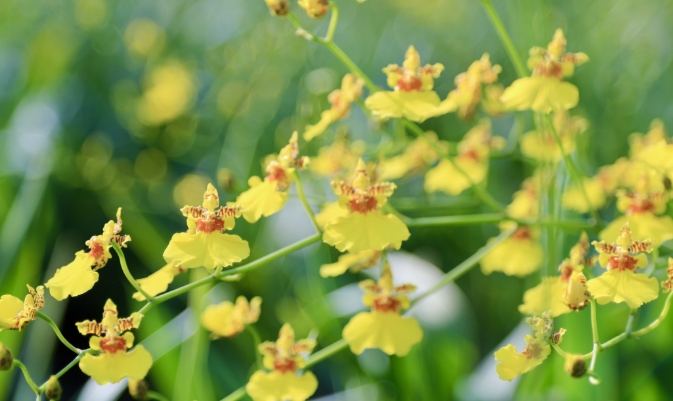 文心蘭養護 文心蘭養護