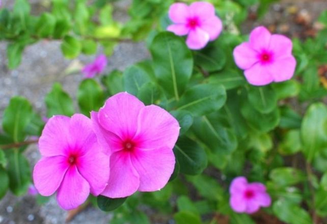 日日春養護 日日春養護