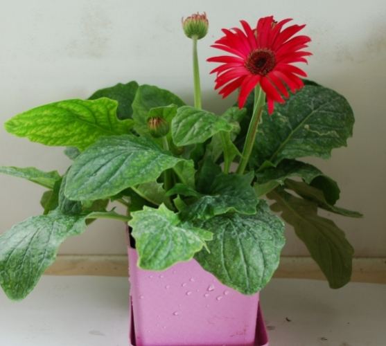 非洲菊品種 非洲菊品種