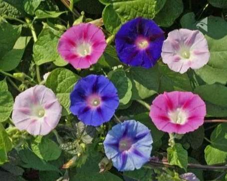 牽牛花好種嗎
