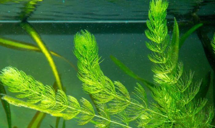 水蘊草養殖 水蘊草養殖