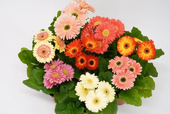 非洲菊品種 非洲菊品種