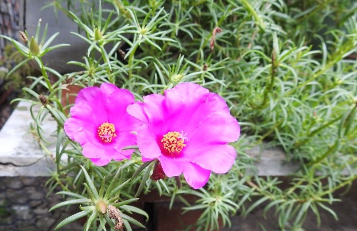 大花馬齒莧種植 大花馬齒莧種植