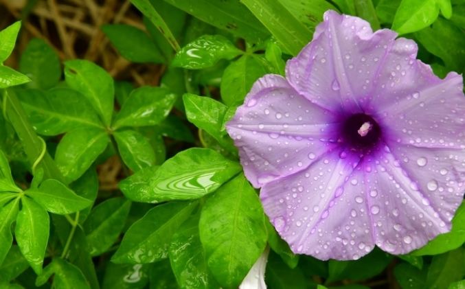 牽牛花種植 牽牛花種植