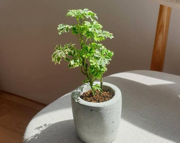 風水植物擺放 風水植物擺放