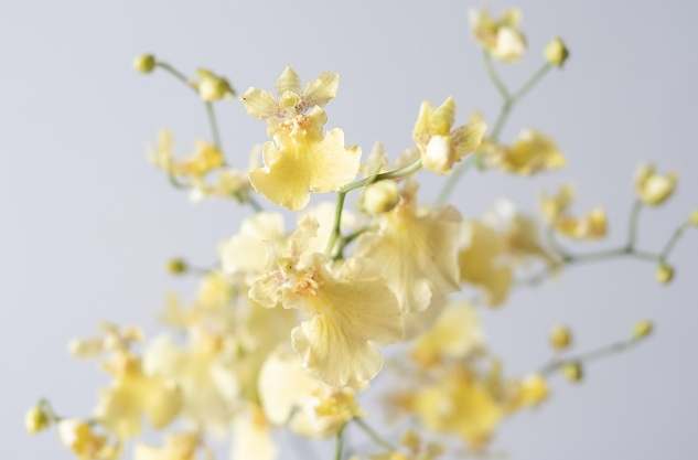 文心蘭養護 文心蘭養護