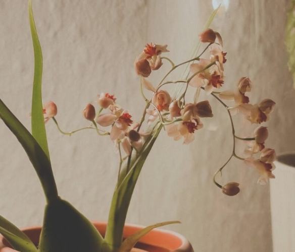 文心蘭種植 文心蘭種植