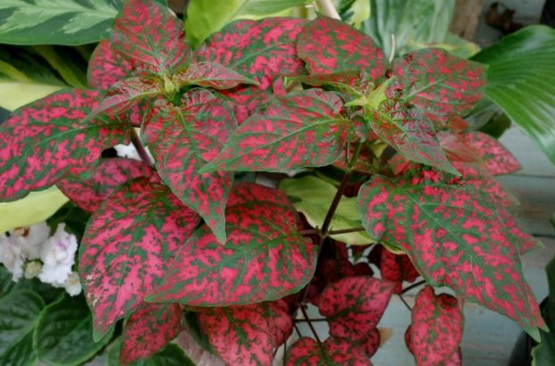 嫣紅蔓種植 嫣紅蔓種植