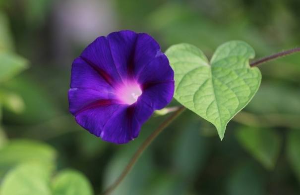 牽牛花種植 牽牛花種植