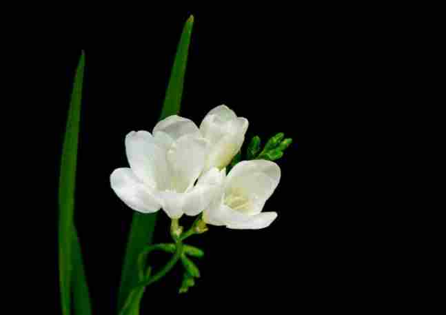 小蒼蘭花語 小蒼蘭花語