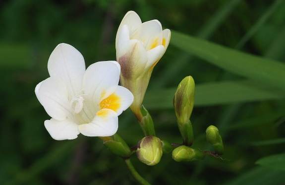 小蒼蘭種植 小蒼蘭種植