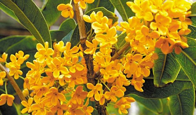 桂花種植 桂花種植