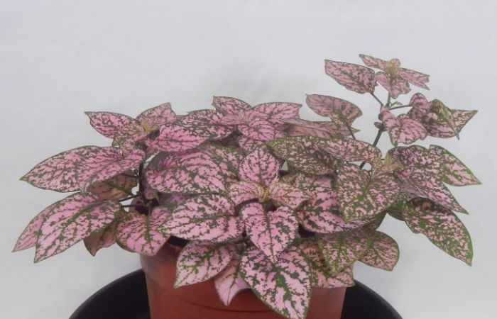 嫣紅蔓種植 嫣紅蔓種植