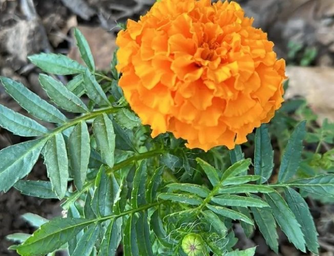 香草植物 香草植物