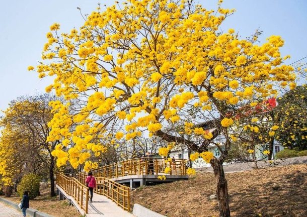 風鈴木種植 風鈴木種植