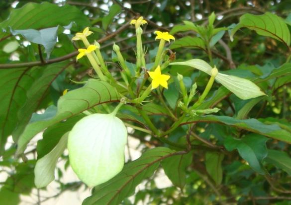 玉葉金花種植 玉葉金花種植