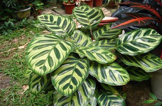 孔雀竹芋常見問題 孔雀竹芋常見問題