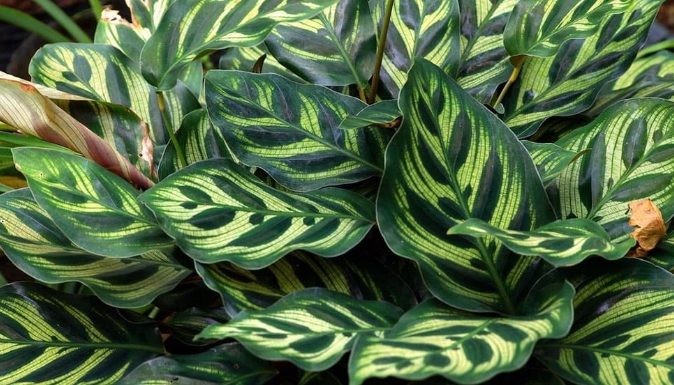 孔雀竹芋照顧 孔雀竹芋照顧