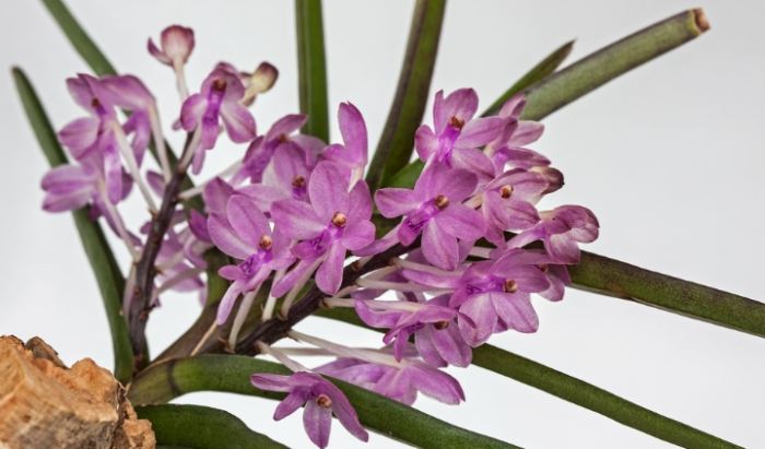 萬代蘭品種 萬代蘭品種