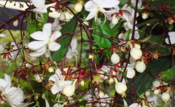 垂茉莉種植 垂茉莉種植