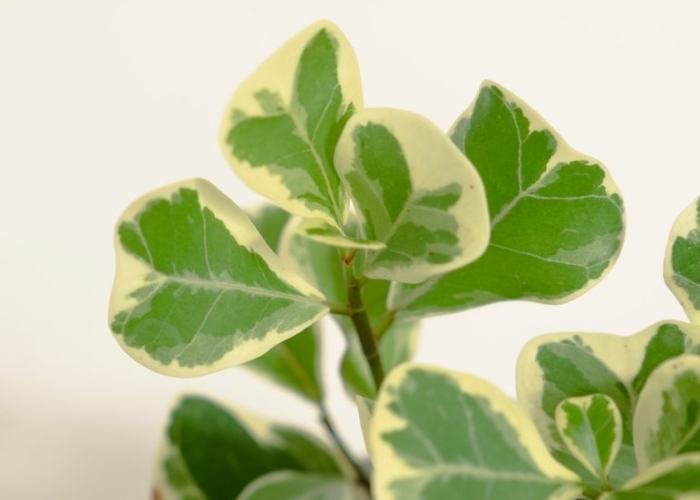 斑葉三角榕照顧 斑葉三角榕照顧