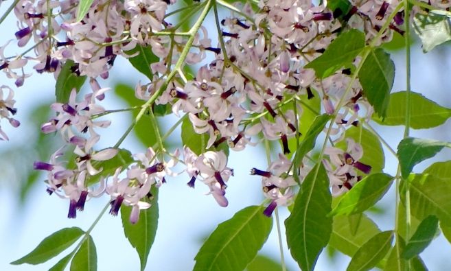 苦楝花賞花 苦楝花賞花