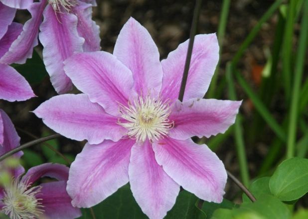 鐵線蓮栽培 鐵線蓮栽培