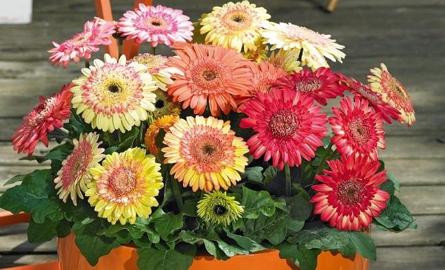 非洲菊種植 非洲菊種植