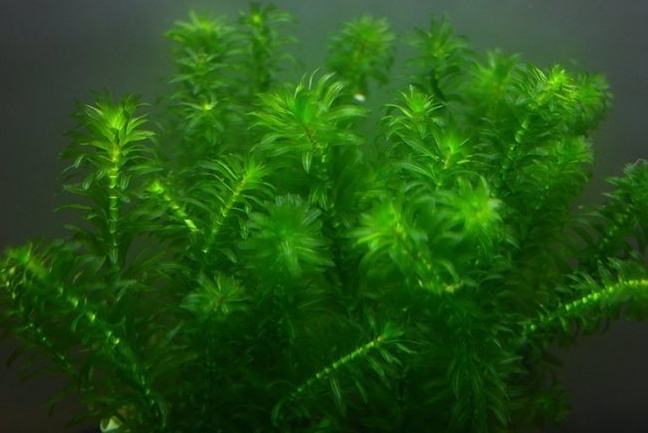 水蘊草問題 水蘊草問題