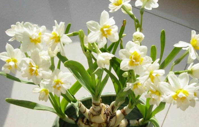 水仙花含義 水仙花含義