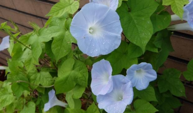 牽牛花品種 牽牛花品種