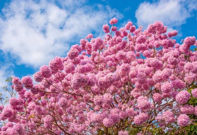 台灣風鈴木景點 台灣風鈴木景點