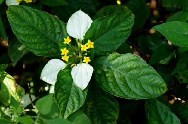 玉葉金花種植 玉葉金花種植