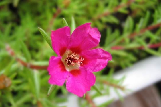 大花馬齒莧種植 大花馬齒莧種植