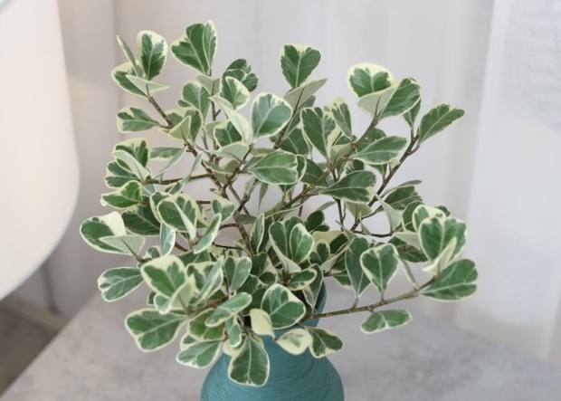 斑葉三角榕病害 斑葉三角榕病害