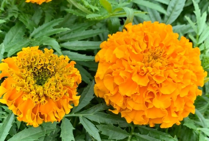 香草植物 香草植物