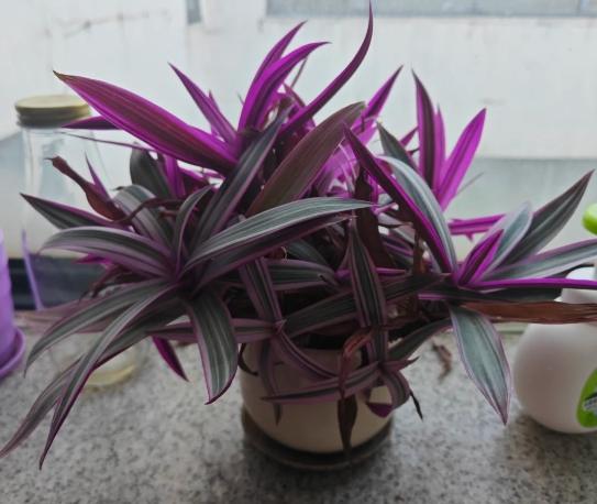 紫背萬年青种植