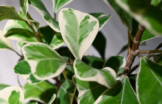 斑葉三角榕病害 斑葉三角榕病害