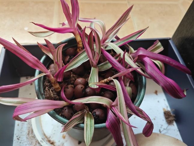 紫背萬年青养护