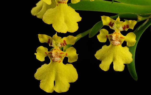 文心蘭種植 文心蘭種植