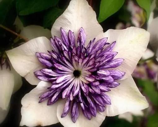 鐵線蓮種植方法