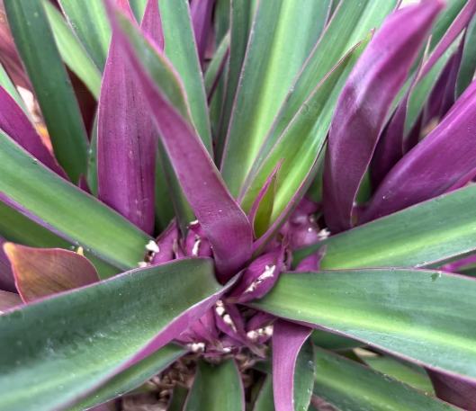 紫背萬年青种植