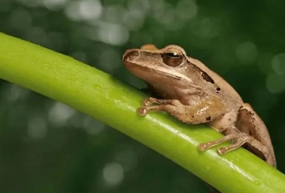 斑腿樹蛙飼養 斑腿樹蛙飼養