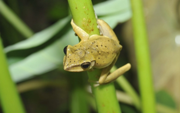 斑腿樹蛙防治 斑腿樹蛙防治